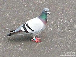 足環をつけた鳩
