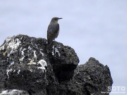 利尻島の野鳥(10)