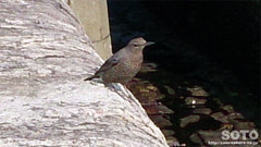 三角西港(野鳥)