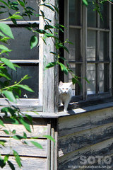NAMIKI(猫)