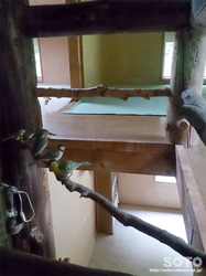 木下小屋(9)