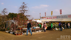 くまもと春の植木市2014(1)
