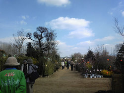 くまもと春の植木市2011