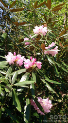 石楠花(1)