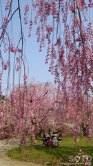 弘前公園の桜(3)