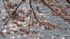 桜と水面