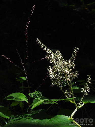 岩尾別(植物1)