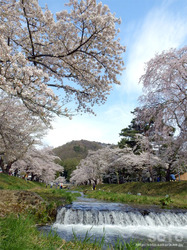 観音寺川の桜(1)