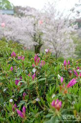 桜とツツジ