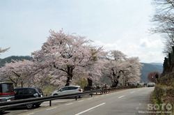 荘川桜(1)