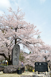 荘川桜(2)