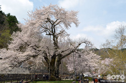 荘川桜(3)