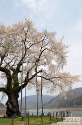荘川桜(4)