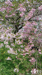 桜のコンボ