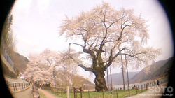 荘川桜(5)