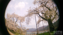 荘川桜(6)