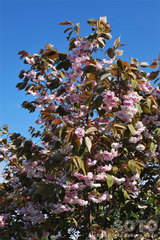 山桜