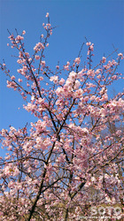 菊池の桜(2017/03-1)