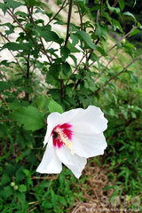 芙蓉