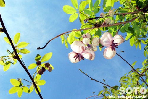 あけびの花