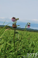 �y���i�A�U�~�j