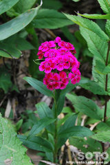 敏音知岳登山(花)