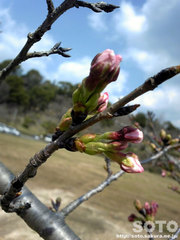 桜の蕾