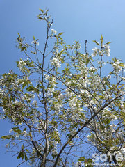 山桜