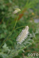 オロンコ岩に咲く花(5)