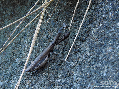 平泉(43)