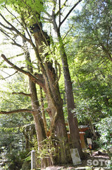 岩屋神社(大イチョウ)