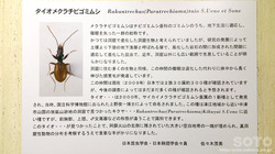 ␶Ri24j