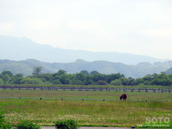 三石の馬