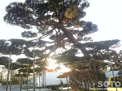 前沢SA(3)