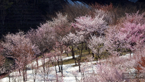 雪渓と桜(山形県)