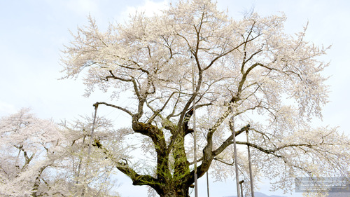 荘川桜(岐阜県)