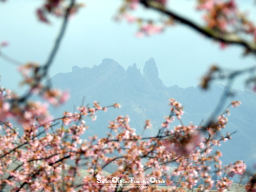 根子岳と河津桜