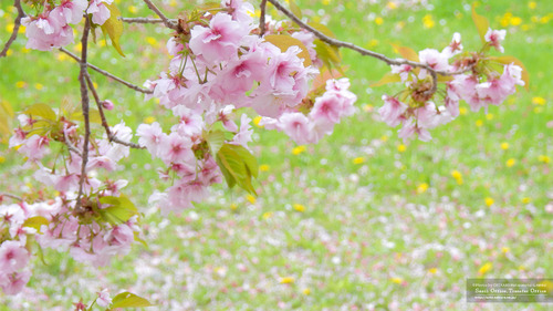 桜イメージ(1)