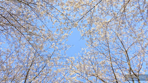 桜イメージ(3)