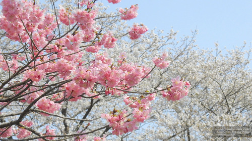 桜イメージ(4)