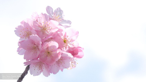 桜イメージ(5)