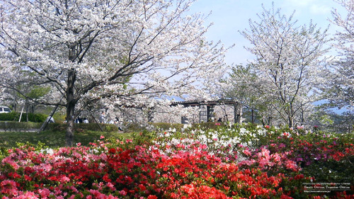 菊池運動公園(4)