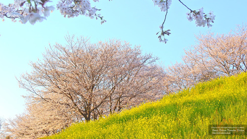 菊池運動公園(1)