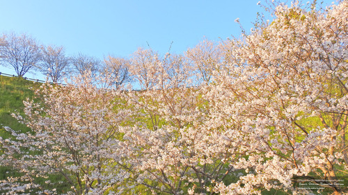 菊池運動公園(2)