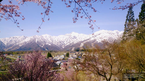 徹然桜（長野県）