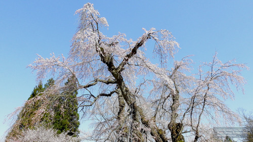 貞鱗寺の枝垂桜(長野県)