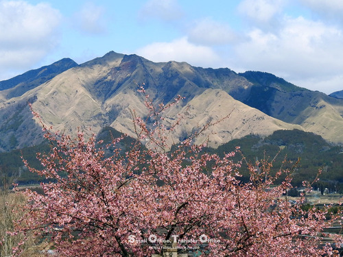 阿蘇山と河津桜