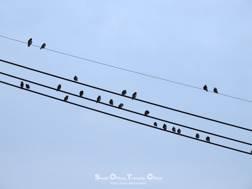 電線に野鳥