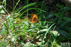 白湯山自然観察路(チョウ)