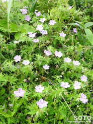 霧多布岬(花)